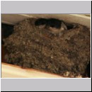 Delichon urbica - Mehlschwalbe 05.jpg